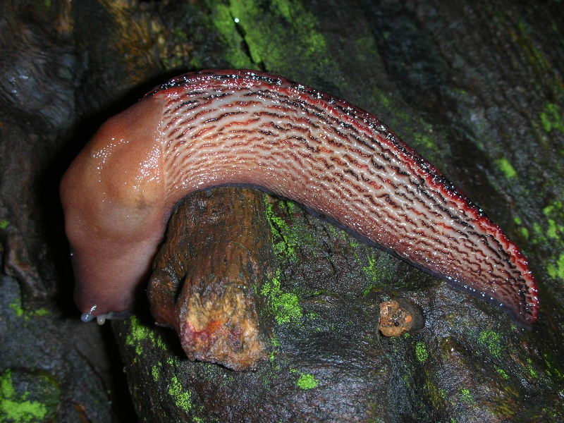 Limax dacampi dalle colline di Cellatica (BS)